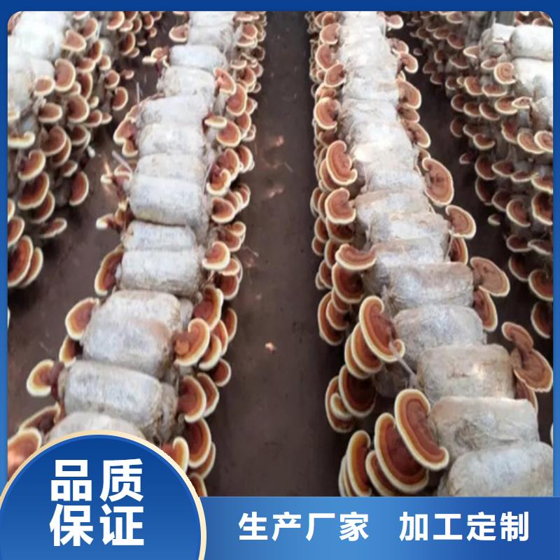 灵芝粉大品牌值得信赖