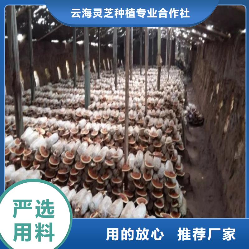 泡茶灵芝采购认准大厂