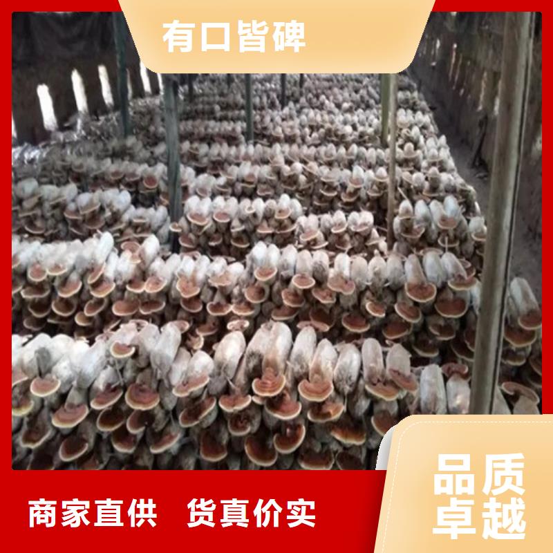 灵芝粉图片
