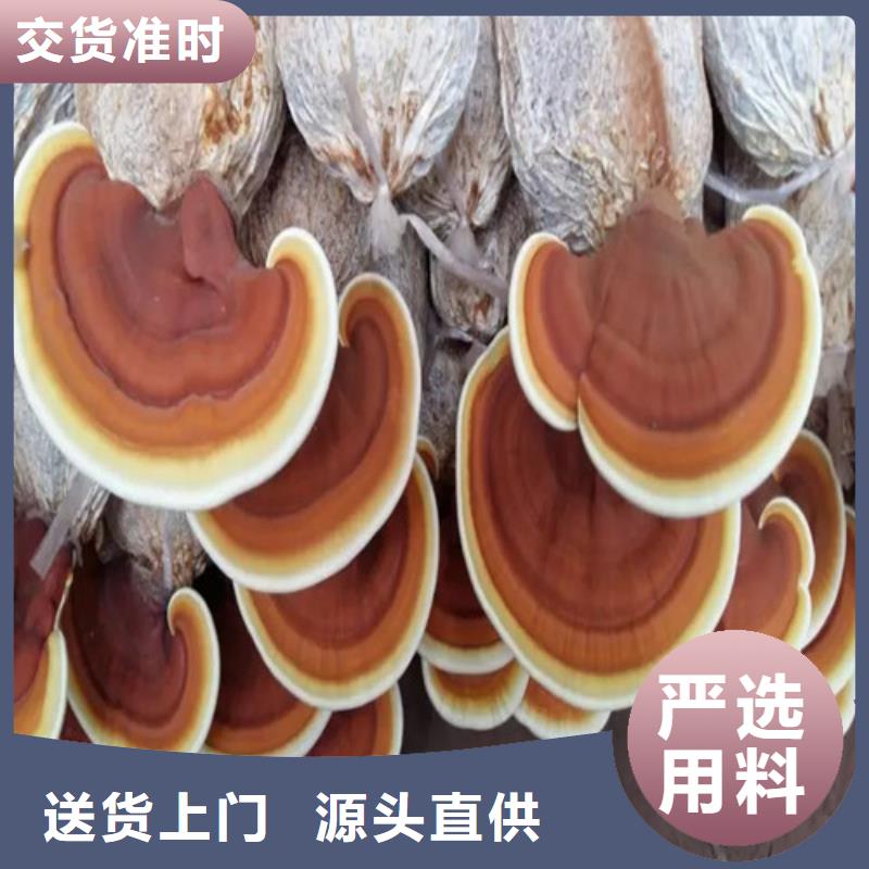 #灵芝切片#实力厂家