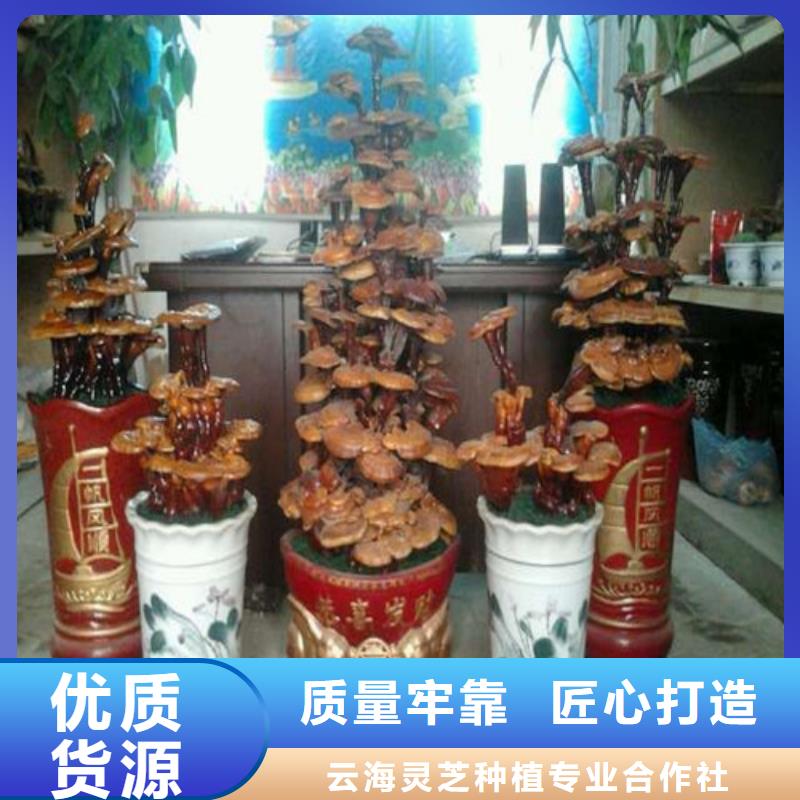 破壁灵芝孢子设计