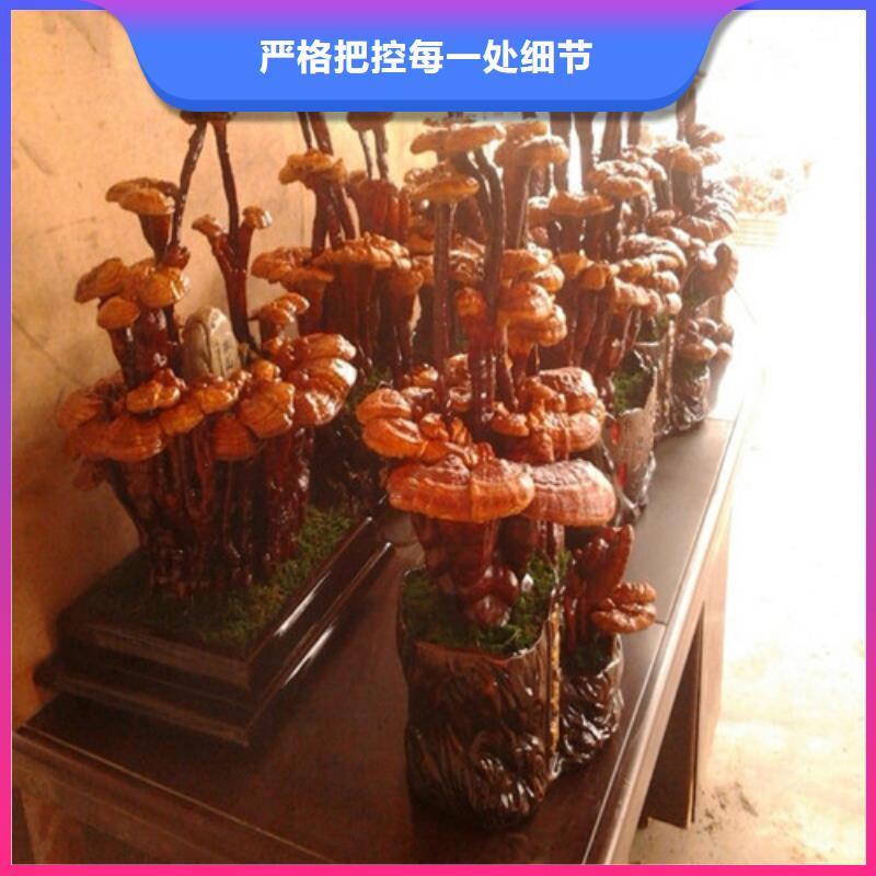 
灵芝粉总代直销