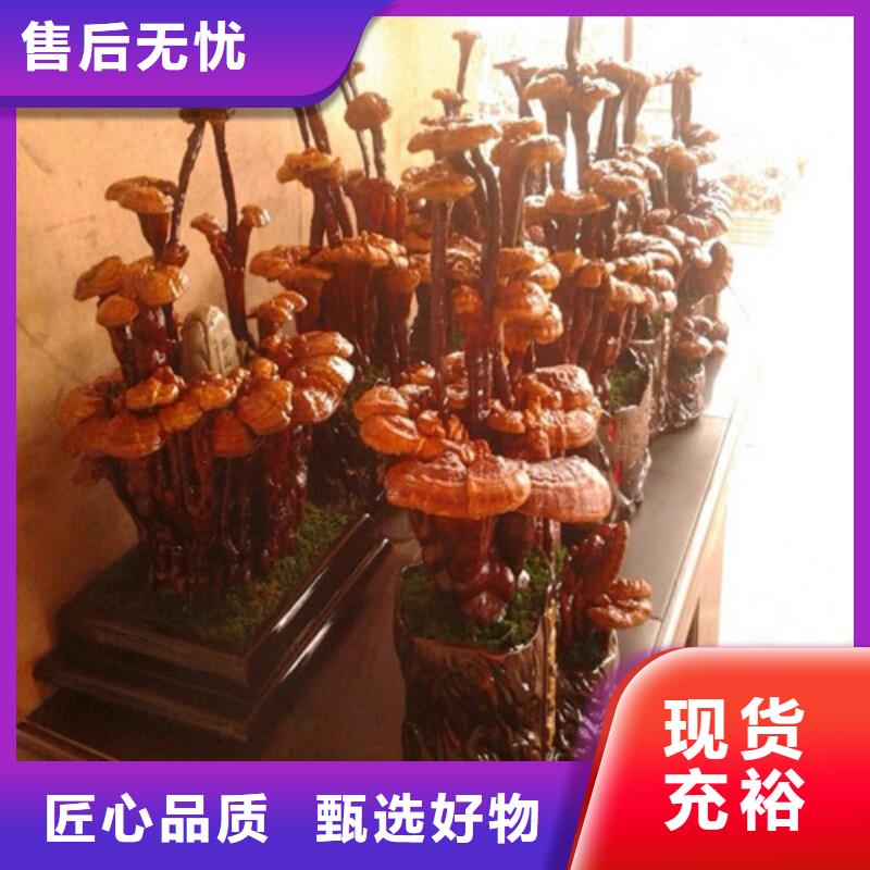 
灵芝粉厂家-库存充足