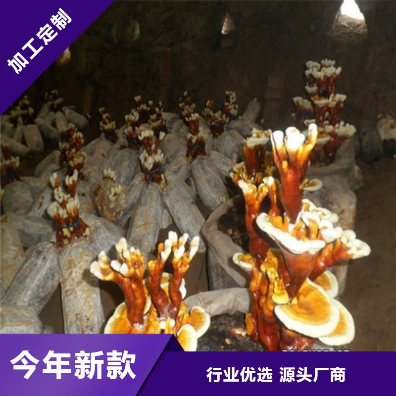 破壁灵芝孢子设计