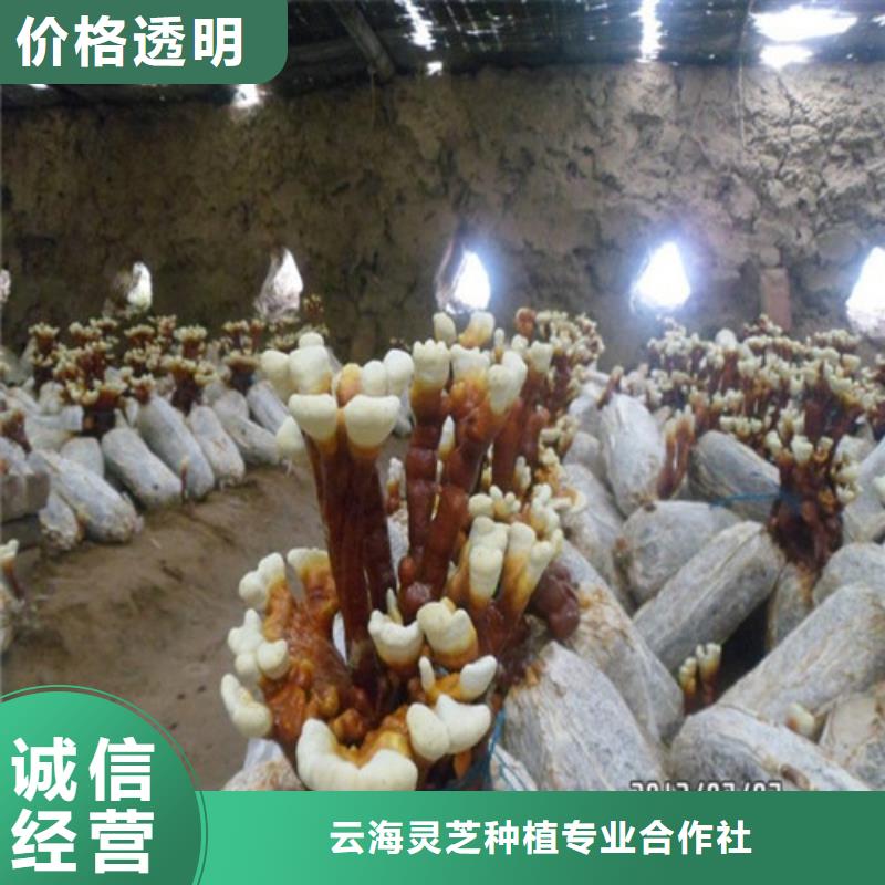 
灵芝粉厂家支持定制