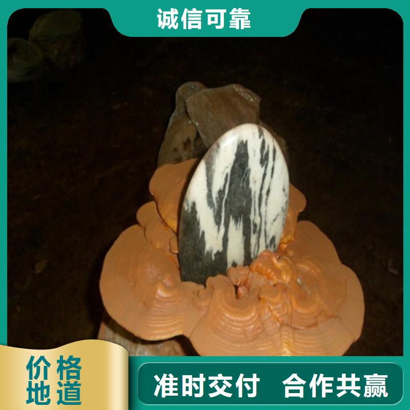甄选：灵芝超微粉供应商