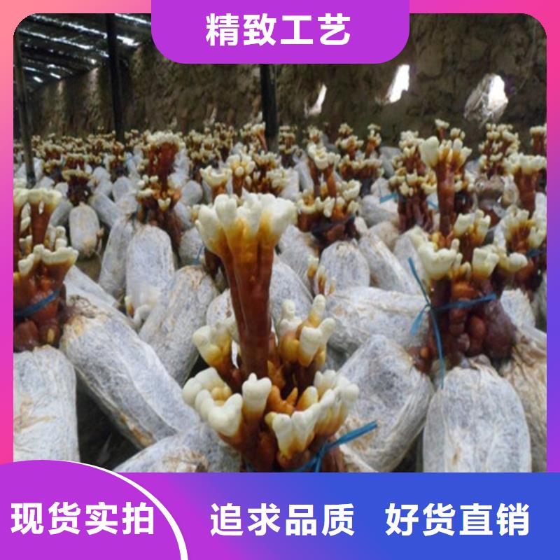 
灵芝粉总代直销