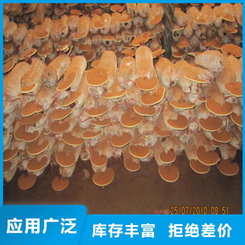 灵芝超微粉生产制造厂家