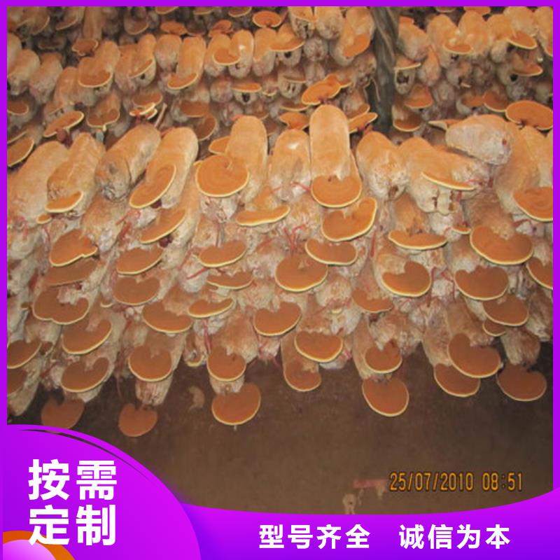 
孢子灵芝厂家批发价-让您满意