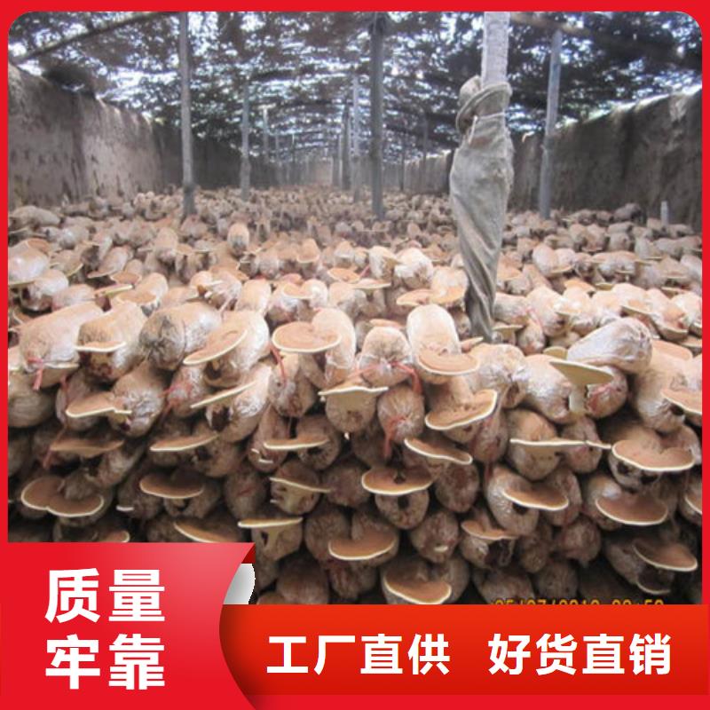 
灵芝粉厂家-库存充足