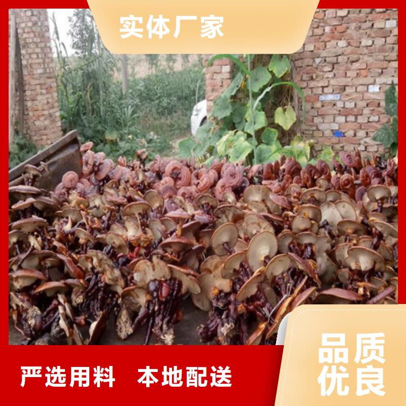 支持定制的灵芝白牙经销商