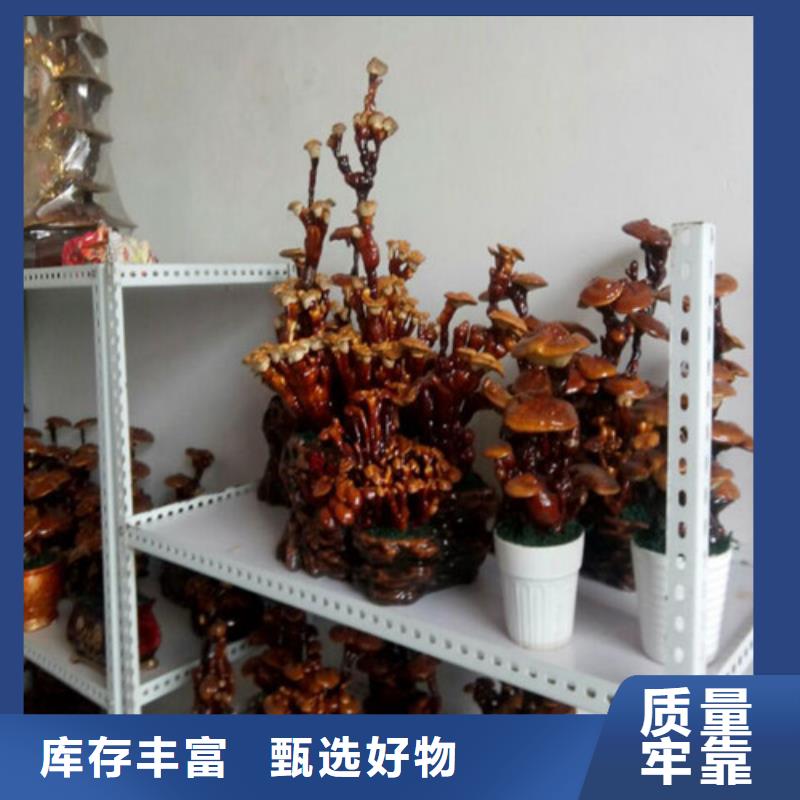 灵芝菌种出厂价