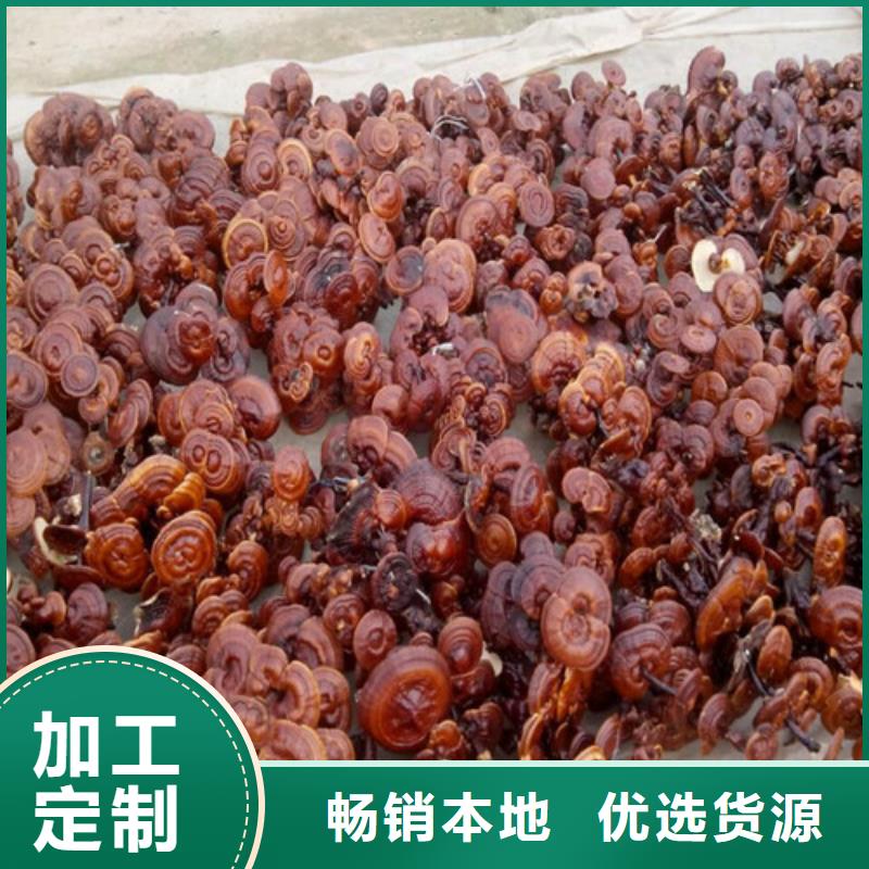 选
孢子灵芝【无中间商】