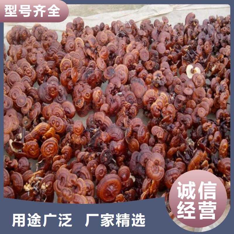 
孢子灵芝厂家批发价-让您满意