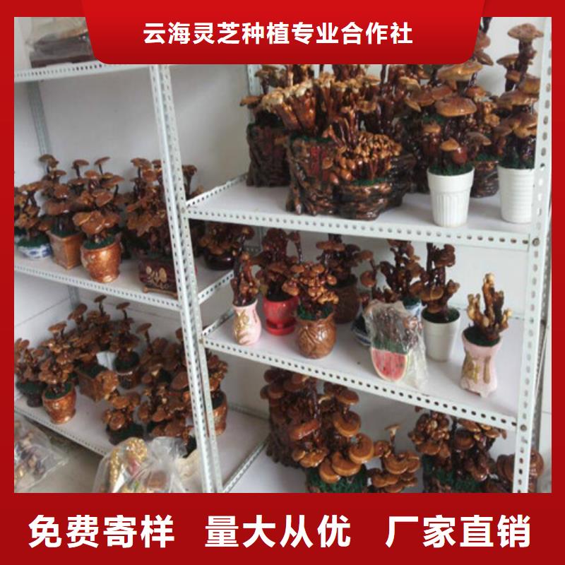 甄选：灵芝超微粉供应商