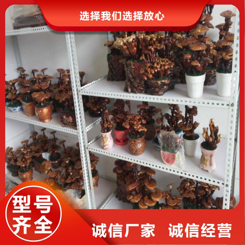 【图】
孢子灵芝厂家直销