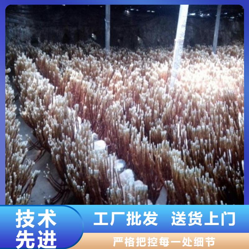 
灵芝孢子粉质量有保障的厂家