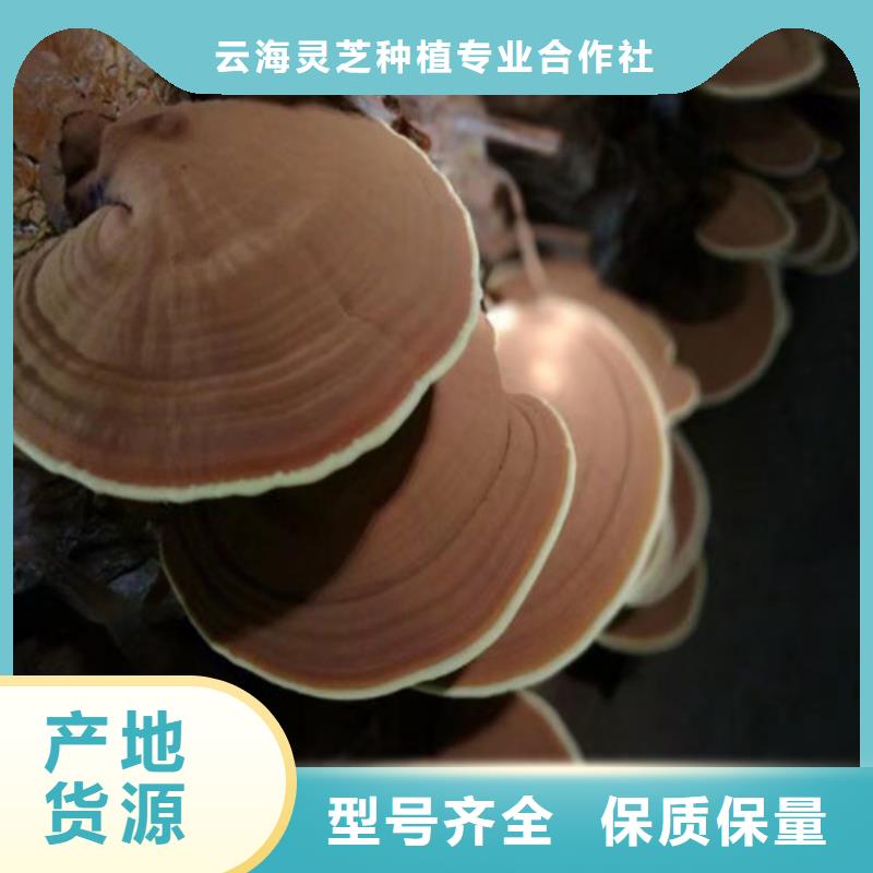 生产灵芝超微粉
_精选厂家