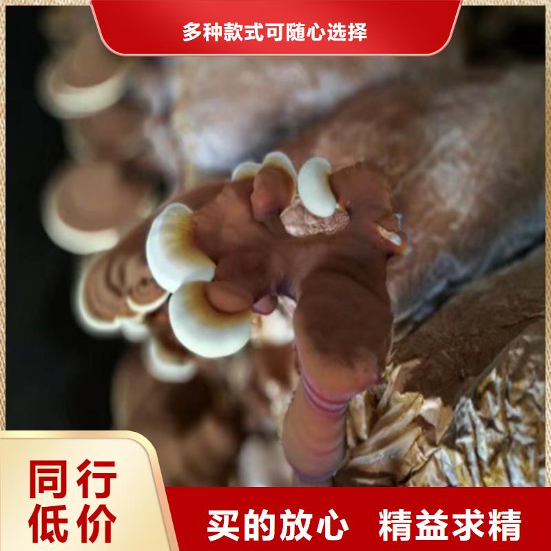 【图】灵芝白头厂家