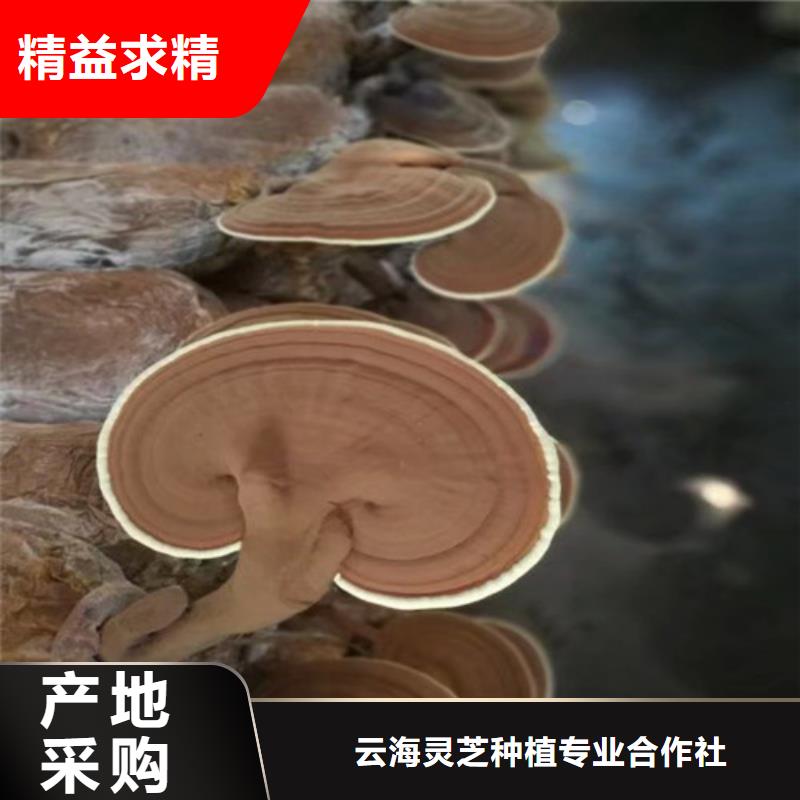 破壁灵芝孢子粉批发厂家价格优惠