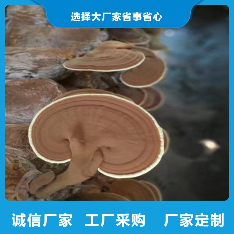 
灵芝超细粉-厂家货源欢迎咨询