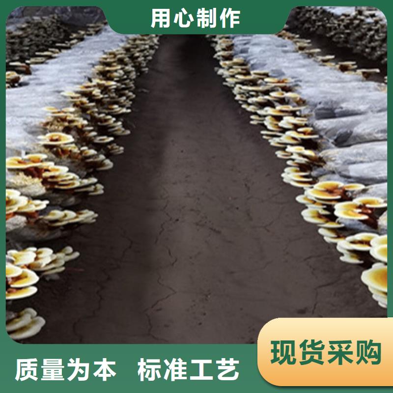 煲汤灵芝_煲汤灵芝