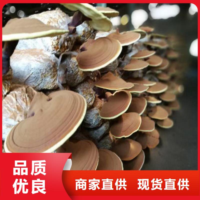 
灵芝粉新品促销