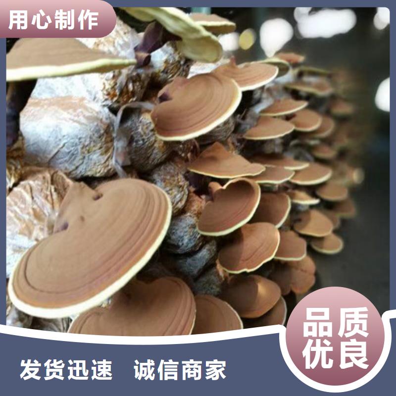 灵芝切片支持定制