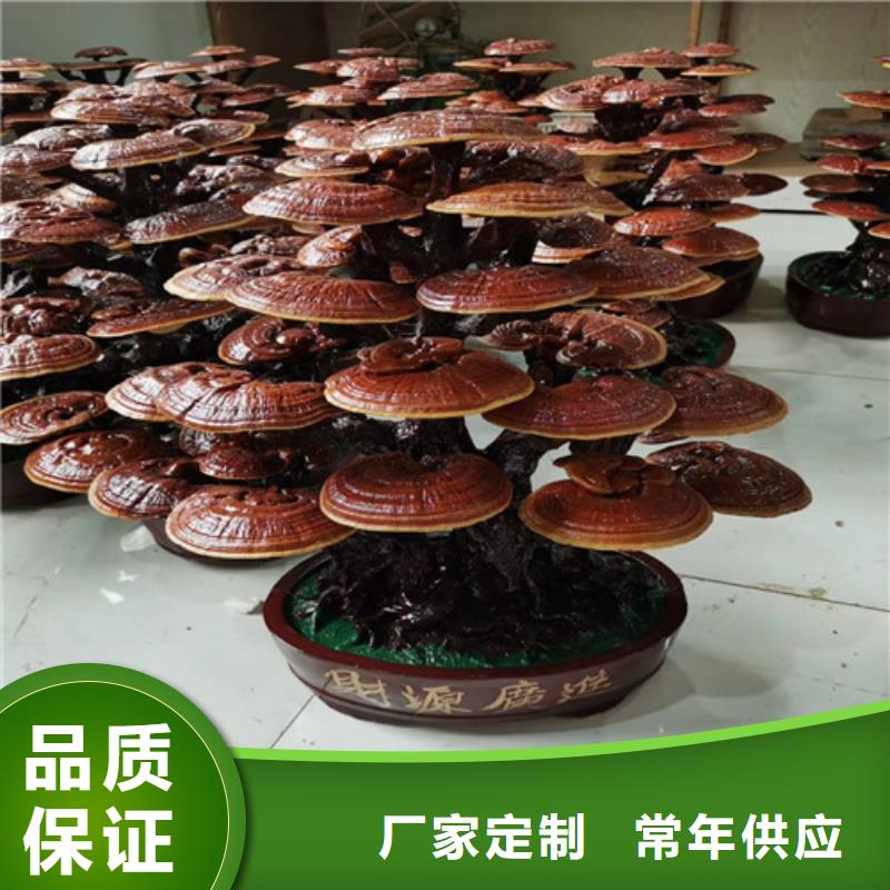 
灵芝粉厂家-库存充足