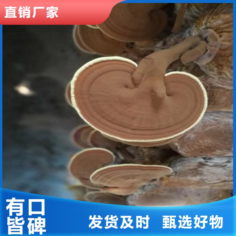 
灵芝孢子粉生产商