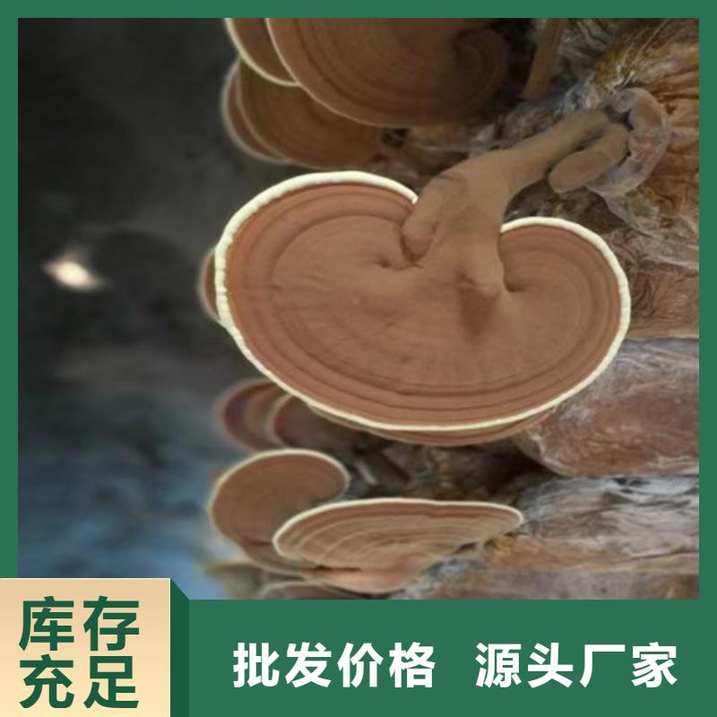 灵芝孢子粉自产自销