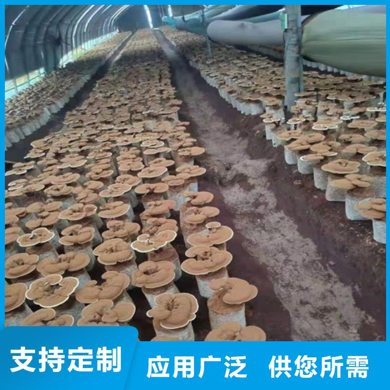 生产
灵芝粉
的生产厂家