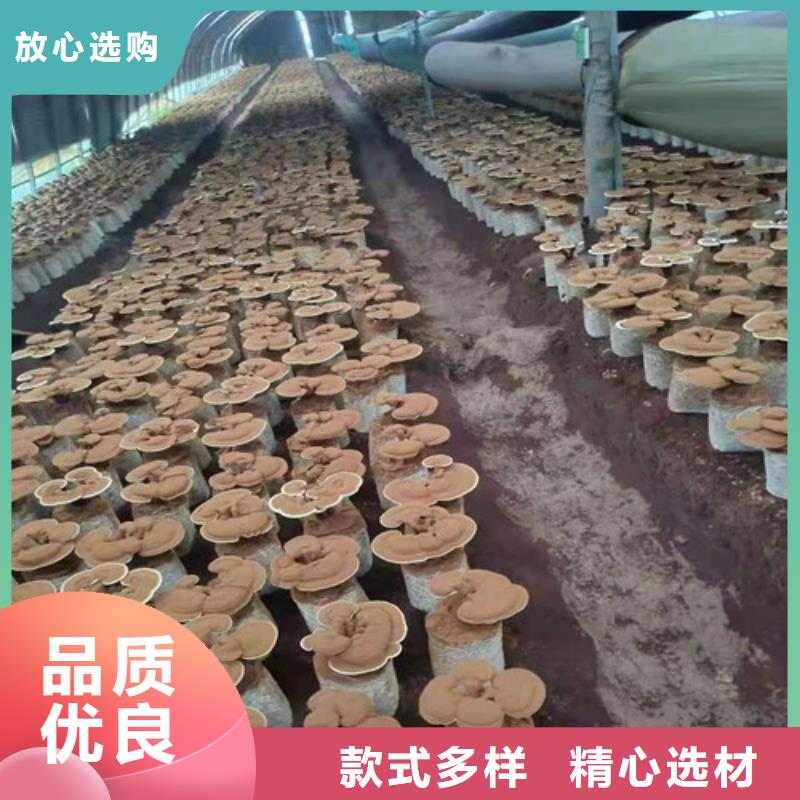 灵芝超微粉实体大厂可放心采购