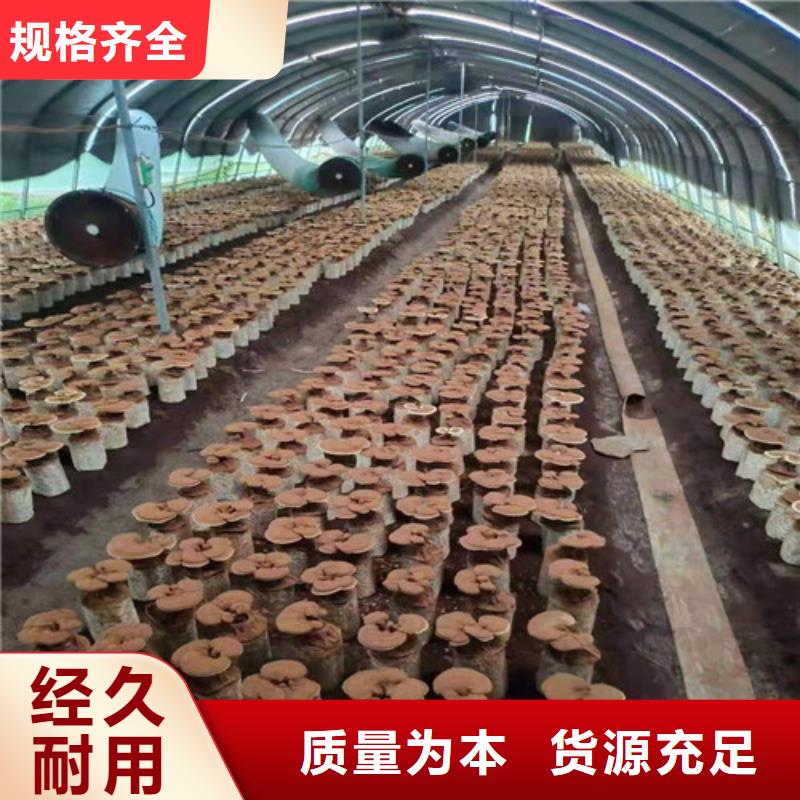
灵芝粉厂家支持定制