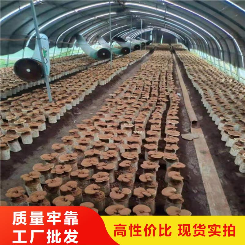 
灵芝粉新品促销