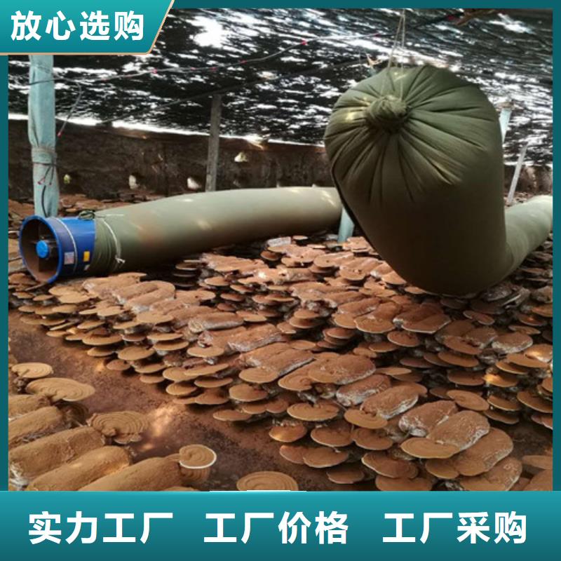 灵芝粉图片