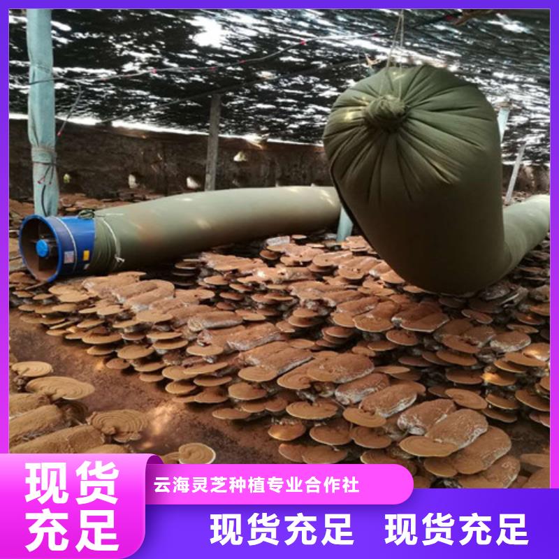 2025##破壁灵芝粉厂家##批发
