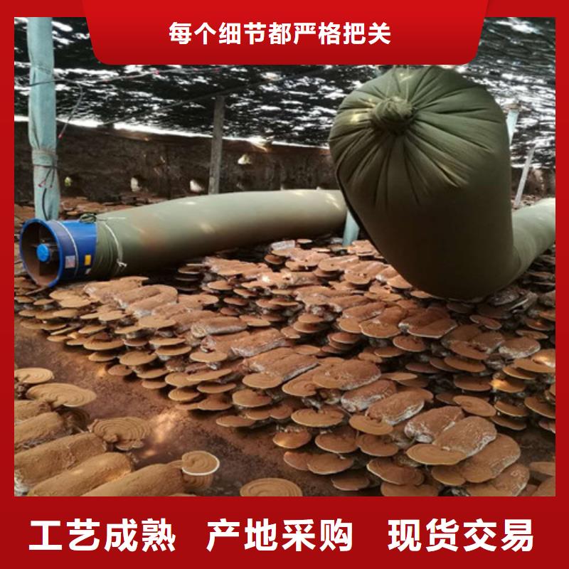 煲汤灵芝_煲汤灵芝