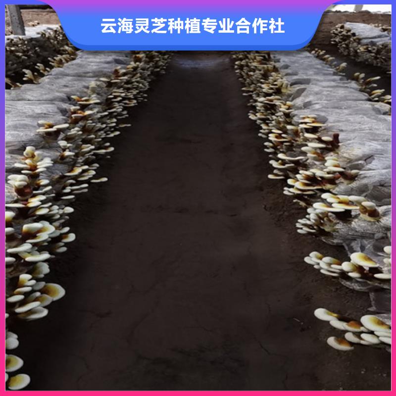 灵芝盆栽-灵芝盆栽品质保证