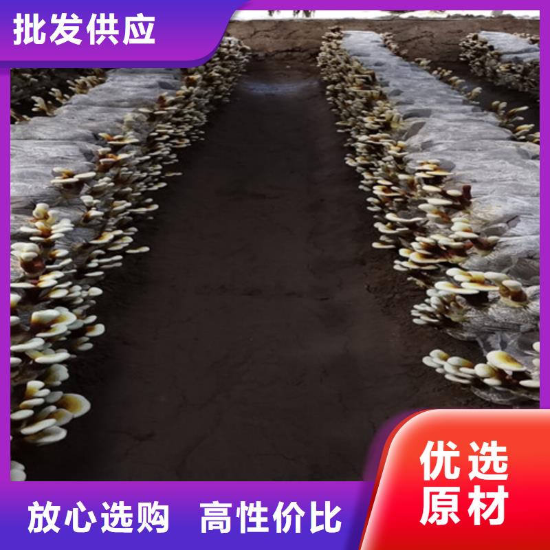 支持定制的灵芝白牙经销商