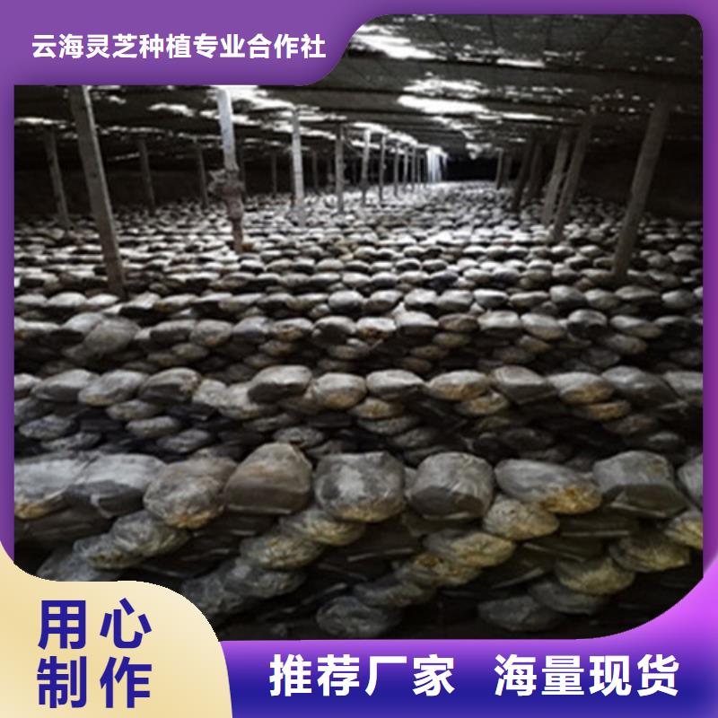 灵芝超微粉厂家、定制灵芝超微粉