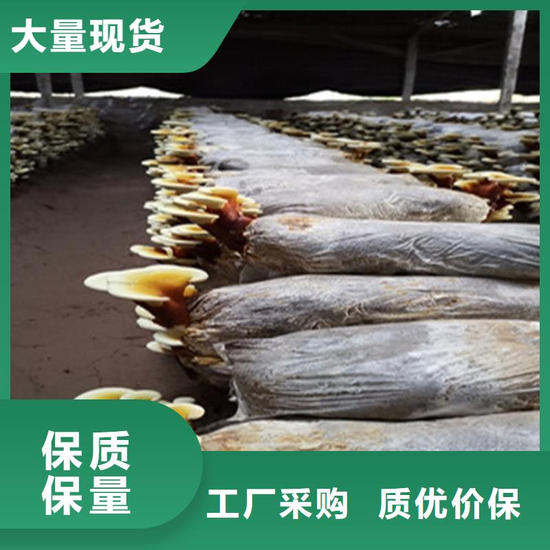 生产灵芝超微粉
_精选厂家