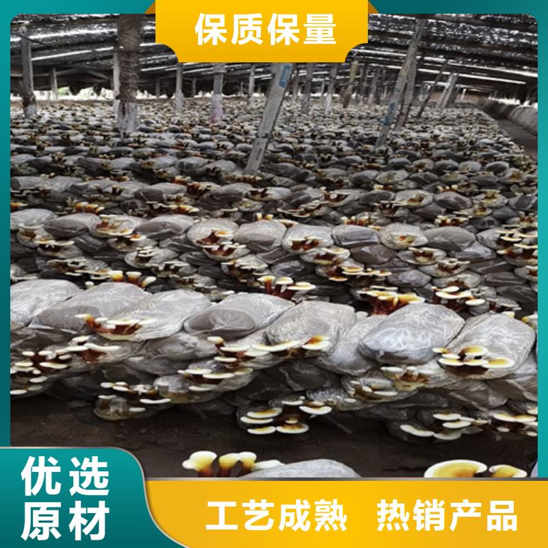 
灵芝粉-
灵芝粉批发