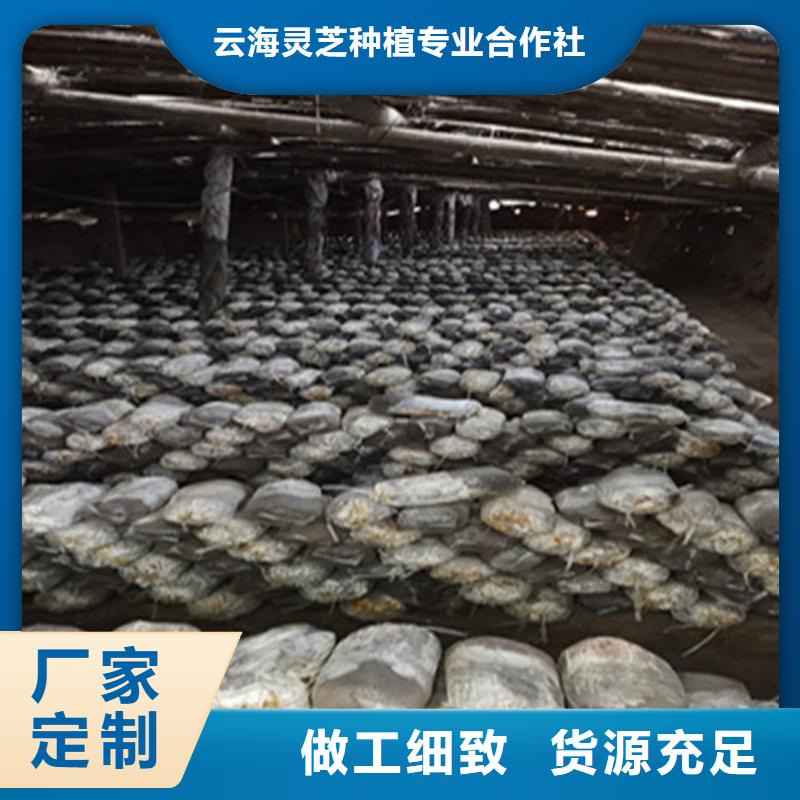 
灵芝超细粉-厂家货源欢迎咨询