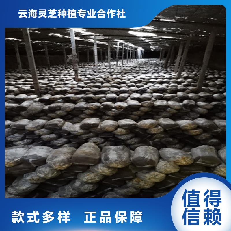 灵芝超微粉生产制造厂家