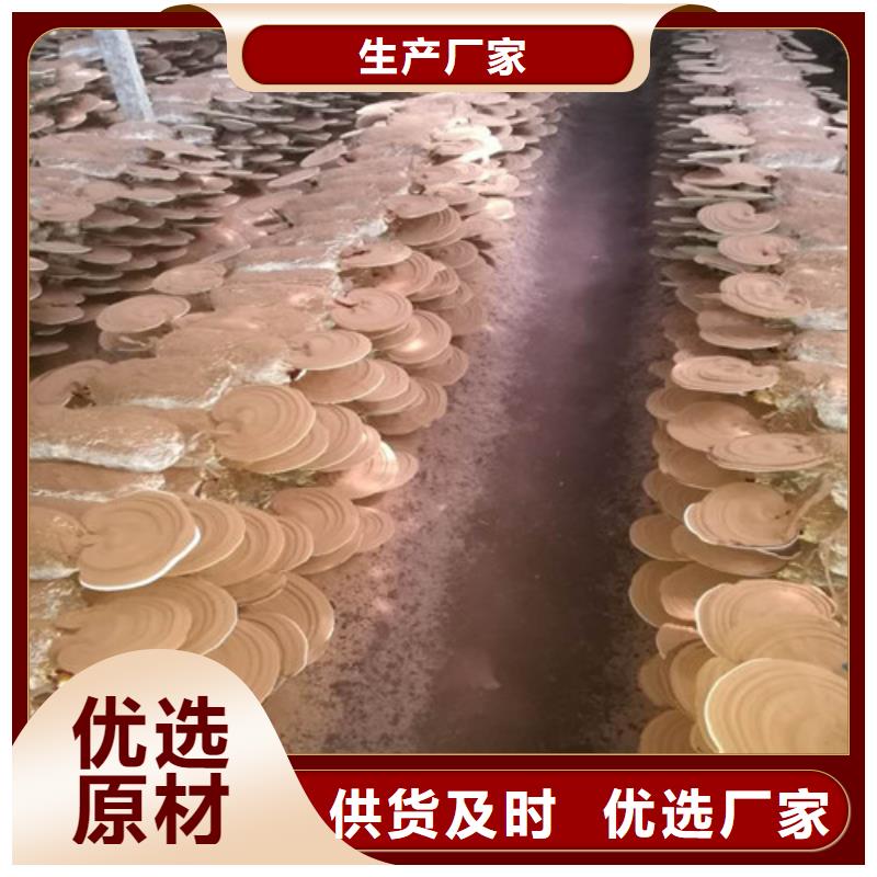 袋料灵芝、袋料灵芝生产厂家_大量现货