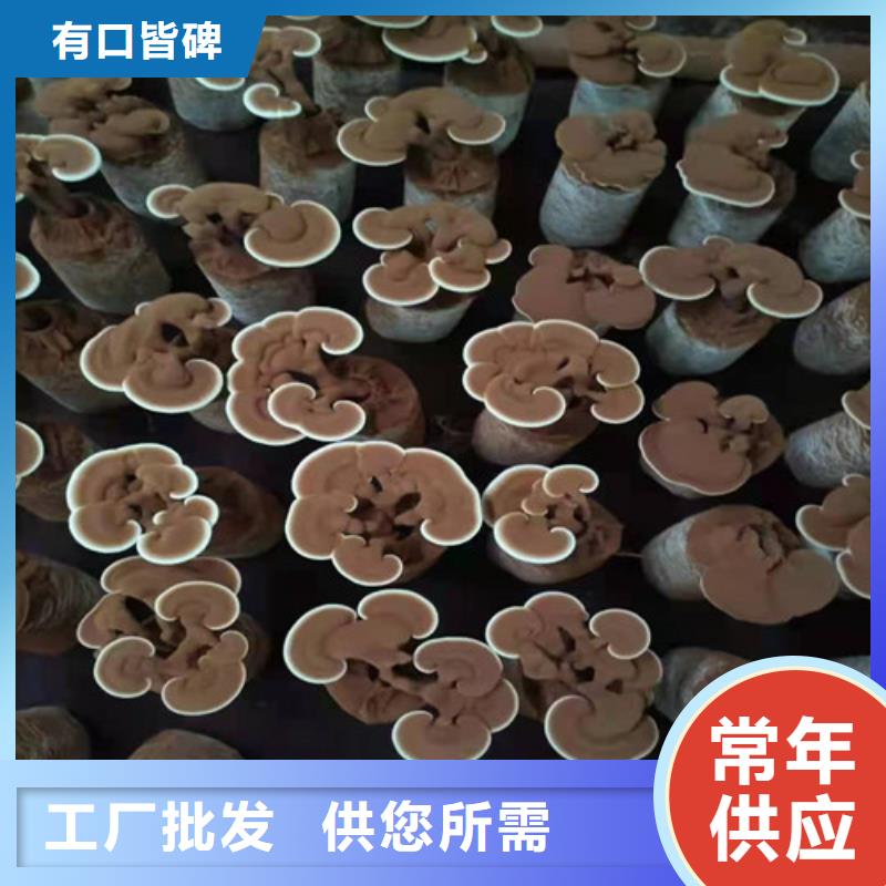 2025##破壁灵芝粉厂家##批发