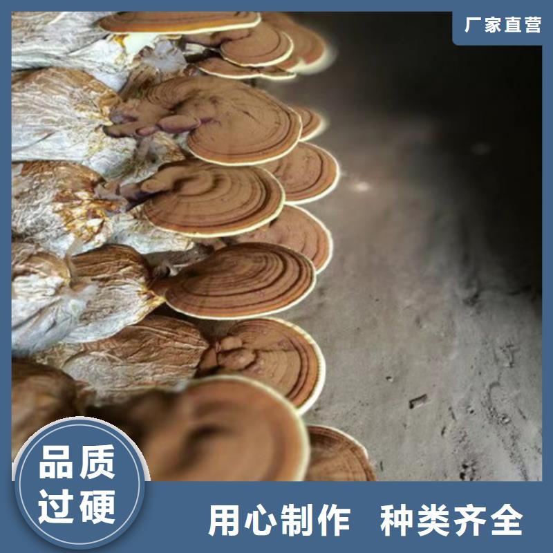 灵芝超微粉天天低价