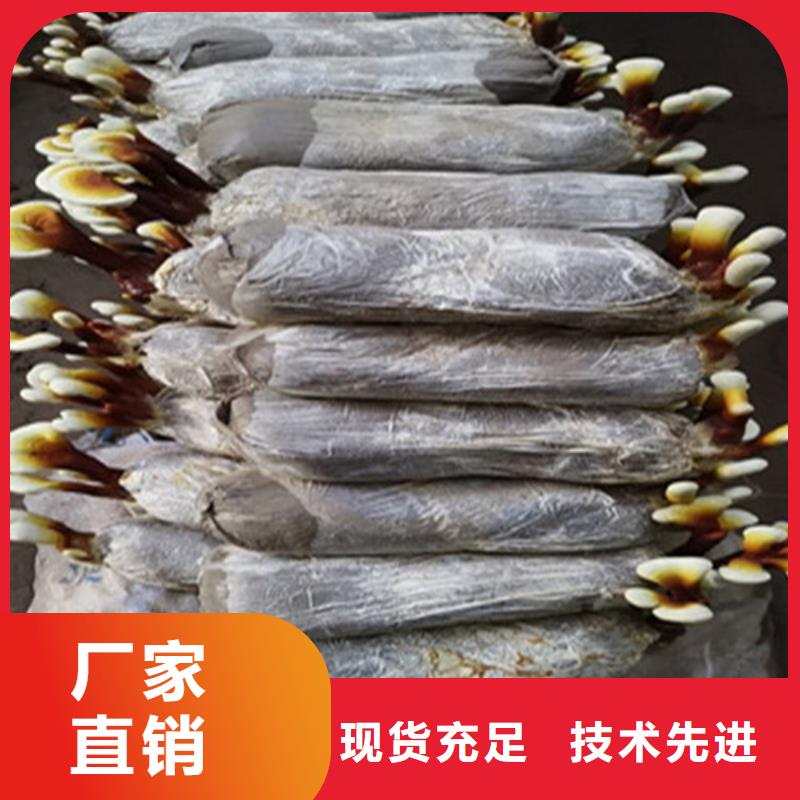 灵芝超微粉生产制造厂家