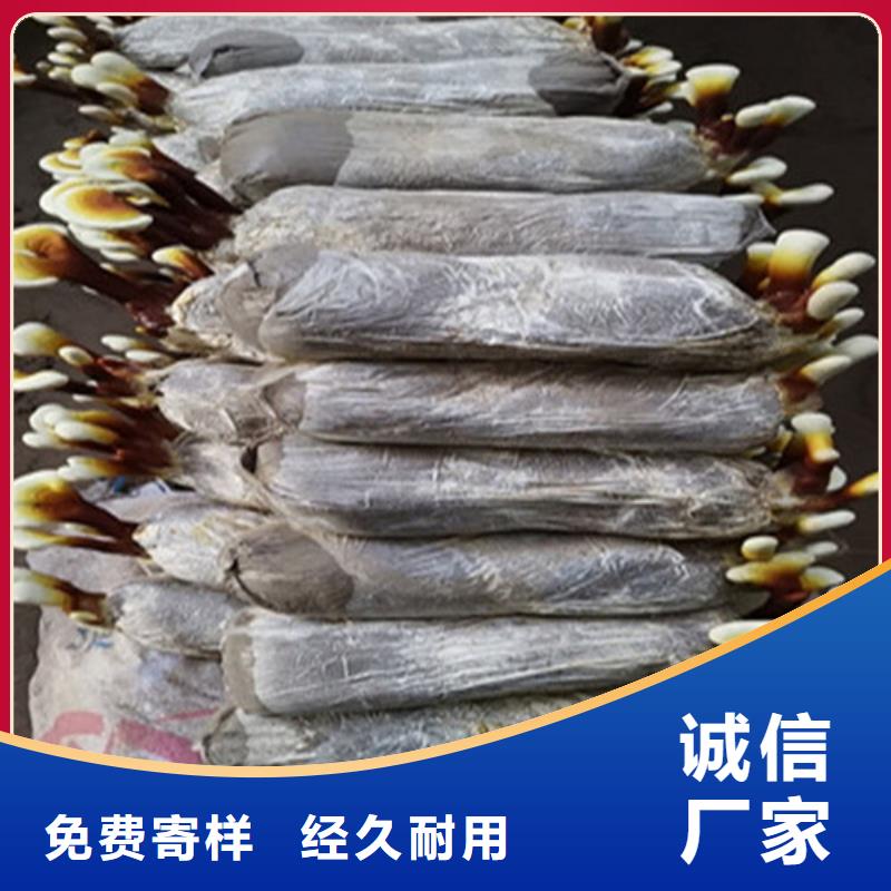 生产
灵芝超细粉的实力厂家